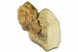 Fossil Hadrosaur Vertebrae in Sandstone - Wyoming #371516-3